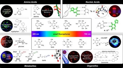 Cellular Delivery And Site Specific Targeting Of Organic Fluorophores ... - wintechmobiles.com