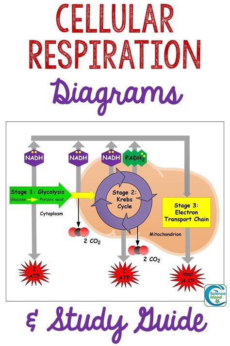 Cellular respiration: Cell Biology Study Guide | Fiveable - muktibox.com