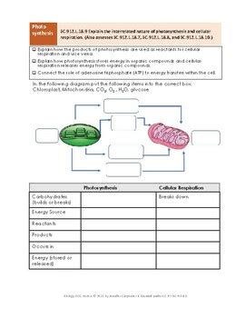 Cellular Respiration And Photosynthesis Review - muktibox.com