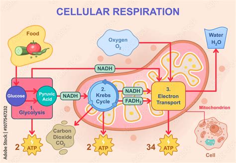 Cellular Respiration Diagram Poster by Oops - We Learned Science - muktibox.com