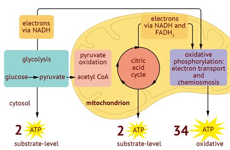 Cellular respiration introduction - Khan Academy - muktibox.com