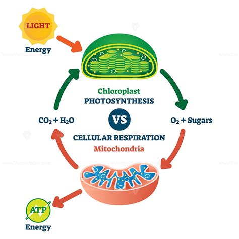 Cellular respiration review (article) | Khan Academy - muktibox.com
