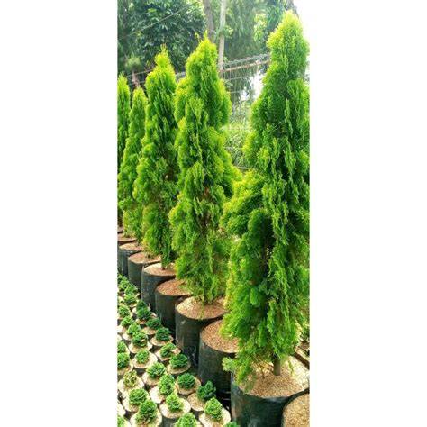 Cemara Kipas (Medium) - iPlant - raincitystudios.com