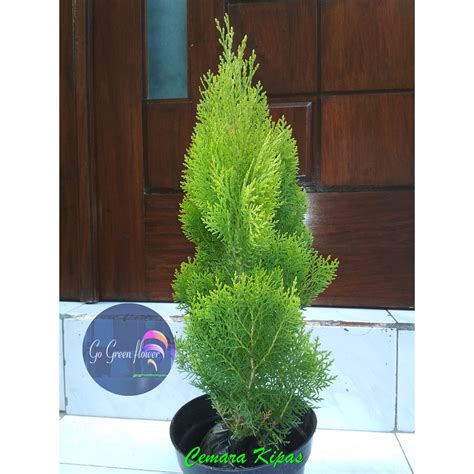 Cemara kipas (Thuja Occidentalis) MURAH - Tanaman … - raincitystudios.com