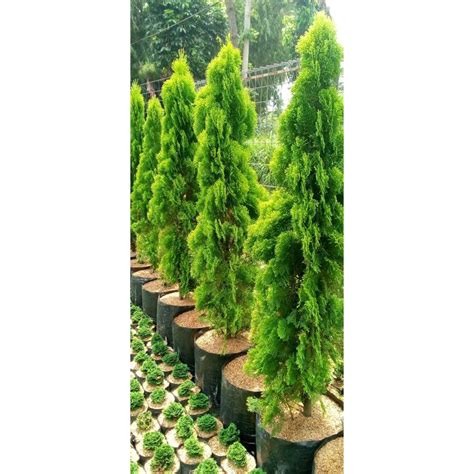Cemara Kipas (Thuja orientalis L.) - raincitystudios.com