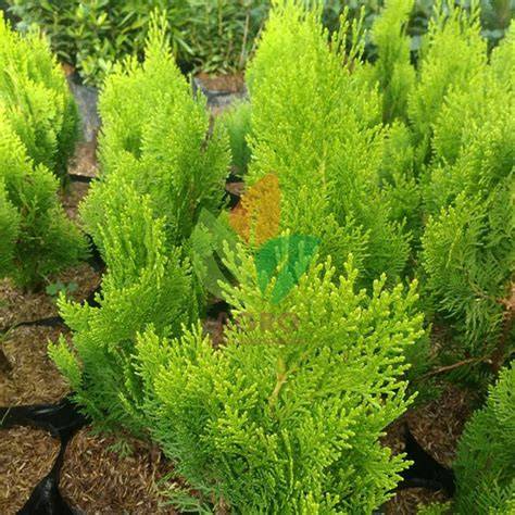 Cemara Kipas Siap Kirim - Agro Bibit ID - raincitystudios.com