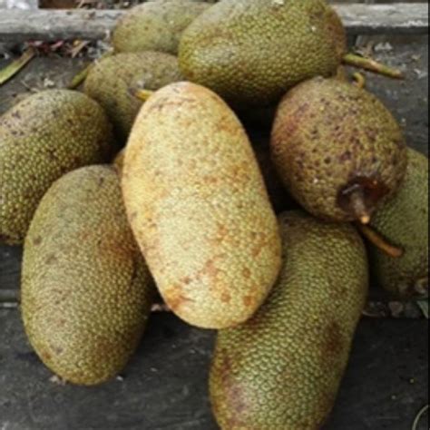 Cempedak Harga Termurah - Pilihan Favorit - raincitystudios.com