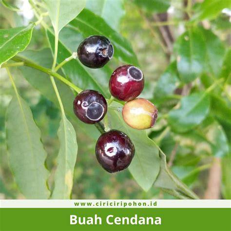 Cendana | Biodiversity Warriors | Kehati - raincitystudios.com