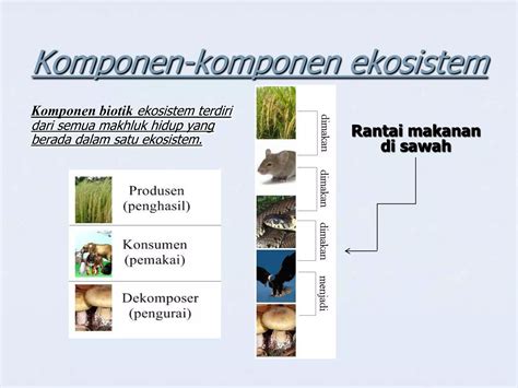 Cendawan: Pengertian, Jenis, dan Peran Penting dalam Ekosistem - raincitystudios.com