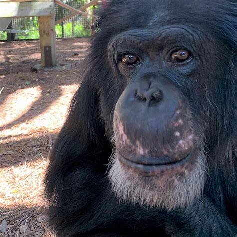 Center for Great Apes | Greater Wauchula - raincitystudios.com