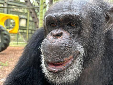 Center for Great Apes | Sanctuaries Chimpanzees - raincitystudios.com