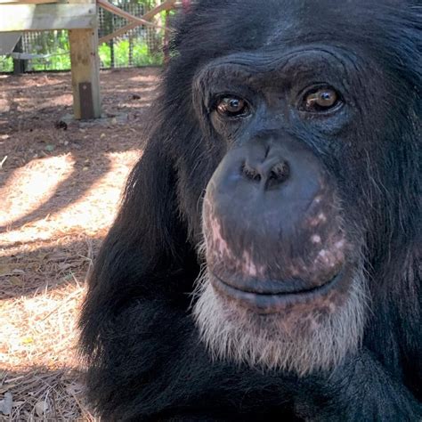 Center for Great Apes Archives - Primate Sanctuaries - raincitystudios.com