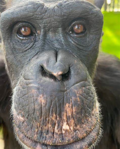 Center for Great Apes marks 30 years of rescuing and rehabilitating ... - raincitystudios.com