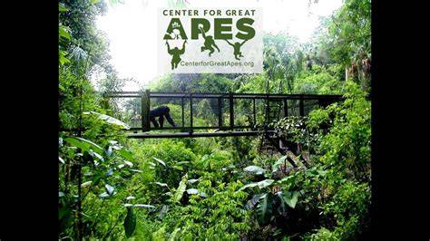 Center for Great Apes Sanctuary Welcome Video - raincitystudios.com