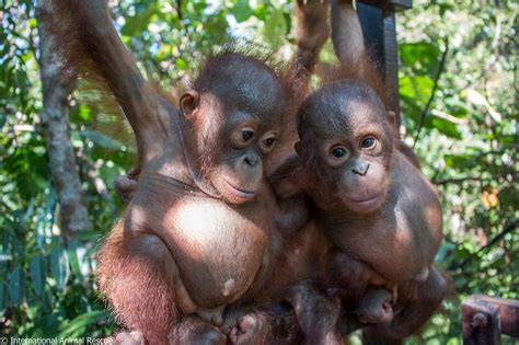Center for Orangutan and Chimpanzee Conservation, Inc ... - GuideStar - raincitystudios.com