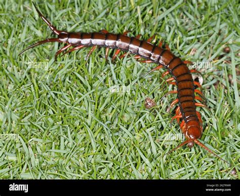 Centipede Scolopendra | Fab - muktibox.com