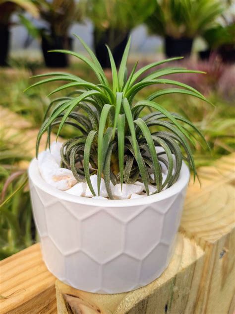 Ceramic Air Plant Pot - Etsy - muktibox.com