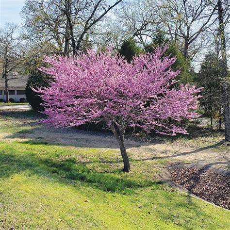 Cercis canadensis - US Forest Service - raincitystudios.com