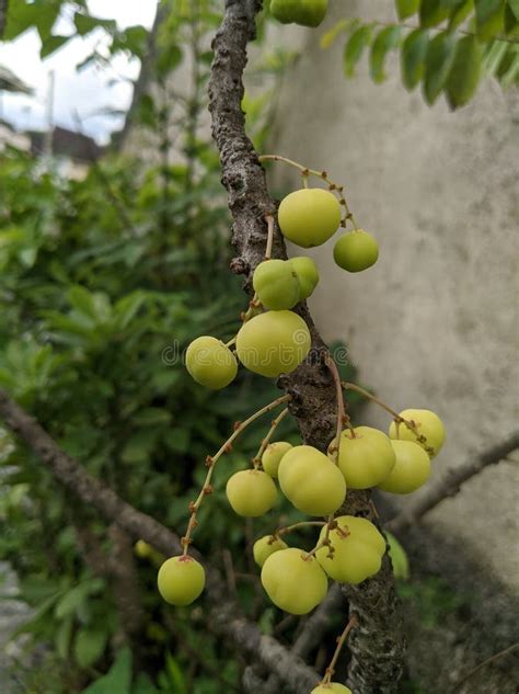 ceremai - elchoricharrua.com
