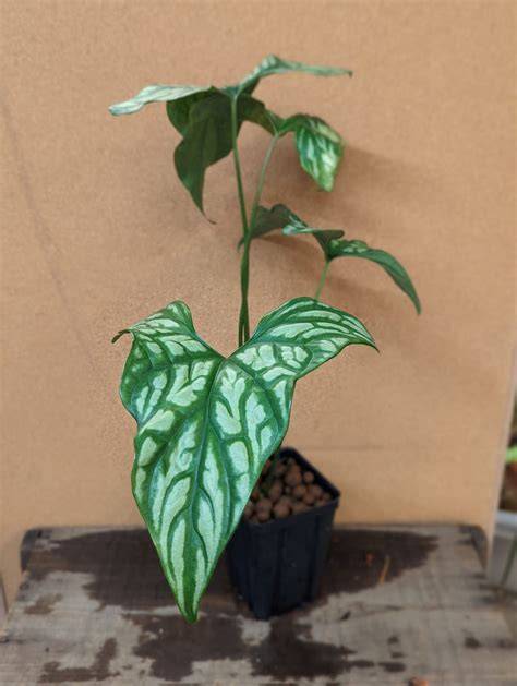 Cerestis Mirabilis - raincitystudios.com