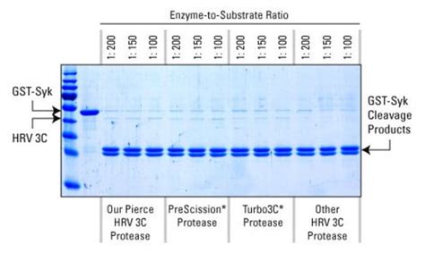 CERTIFICATE OF ANALYSIS 88946 HRV 3C Protease