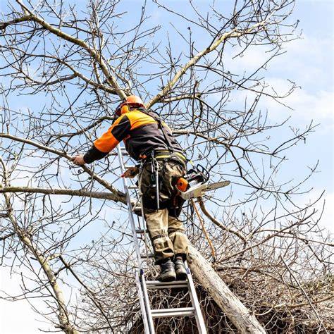 Certified Arborist Tree Service: Expert Care for Your Trees - raincitystudios.com