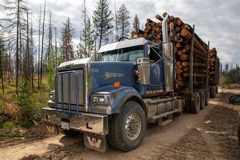 Certified logging concessions can play a … - raincitystudios.com