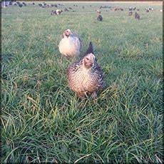Certified Organic Fed Pastured Hens - BP Farms - raincitystudios.com
