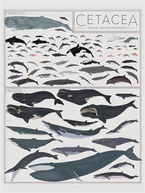 Cetacea (dolphins, porpoises, and whales) - raincitystudios.com
