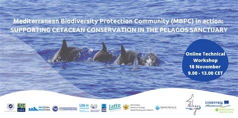 Cetacean conservation and protection - raincitystudios.com
