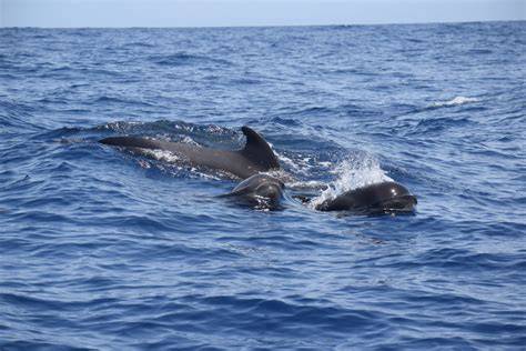 Cetacean Navigation | Springer Nature Link - raincitystudios.com