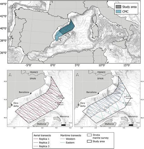 Cetaceans and sea turtles in the northern region of the Mediterranean ... - raincitystudios.com