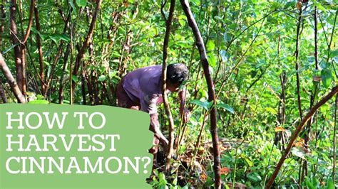 Ceylon Cinnamon Harvest, Process and production - raincitystudios.com