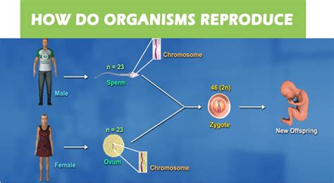 CH 1: REPRODUCTION IN ORGANISMS - WordPress.com