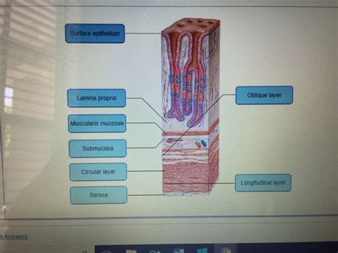 CH 23 HW 23.6-23.9 RESPIRATORY Flashcards Quizlet