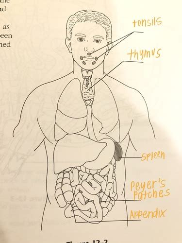 CH12 Lymphatics Flashcards Quizlet