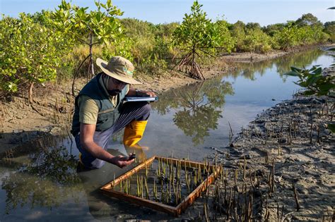 Challenges to Mangrove Forestry-Related Projects and ... - Springer - raincitystudios.com