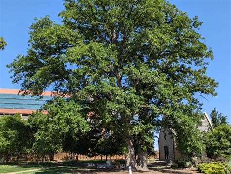 Champion Tree - Measure - Stranmillis University College - raincitystudios.com