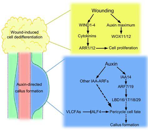 Changes of lignified-callus and wound-induced ... - ScienceDirect - raincitystudios.com