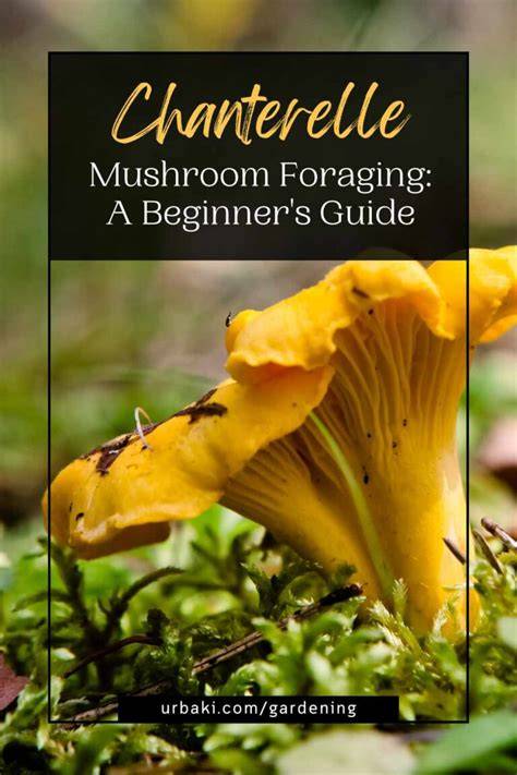 Chanterelle mushroom foraging for beginners - Podtail - raincitystudios.com