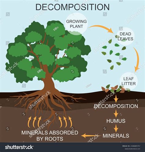 Chapter 1, The Decomposition Process - Texas A&M … - wintechmobiles.com