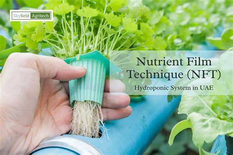 Chapter 2 Introduction to Nutrient Film Technique - Springer - raincitystudios.com