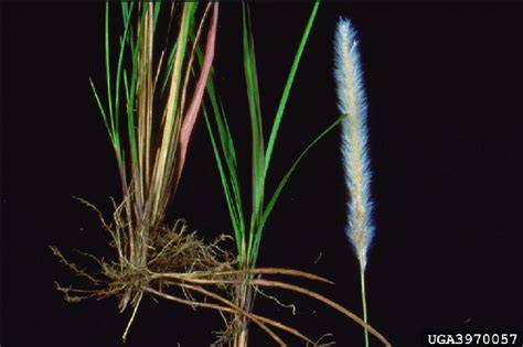 Chapter 28 Cogon Grass - Biological Control of … - raincitystudios.com
