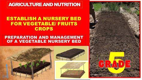 Chapter 5 Establishing a Vigorous Nursery Crop: Bed ... - Springer - raincitystudios.com