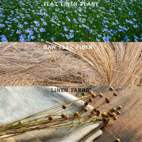 Chapter 5 Fiber Plants and Their Cultivation - JAICAF - raincitystudios.com