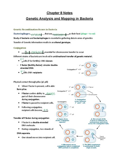Chapter 8 Genetic Analysis & Recombinant DNA - Quizlet - wintechmobiles.com