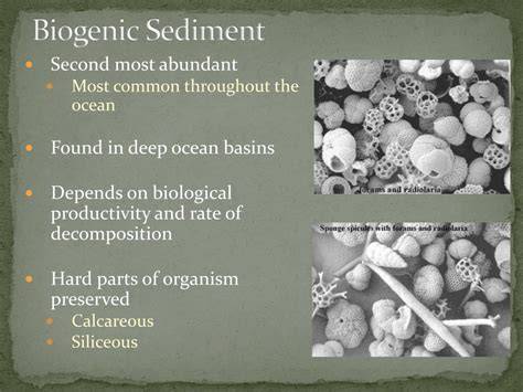 Chapter Eleven Biogenic Sediments - ScienceDirect - raincitystudios.com