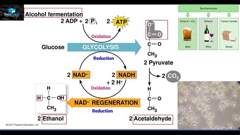Chapter1 Biochemistry of Alcoholic Fermentation - Springer - wintechmobiles.com
