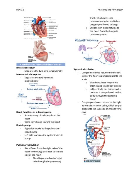 CHAPTER11CardiovascularSystem