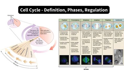 Characterisation of Cell Cycle Functions of the Protein Tyrosine ... - muktibox.com